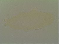 Minibiotus intermedius image