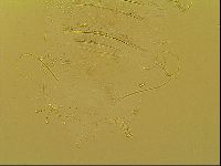 Novechiniscus armadilloides image