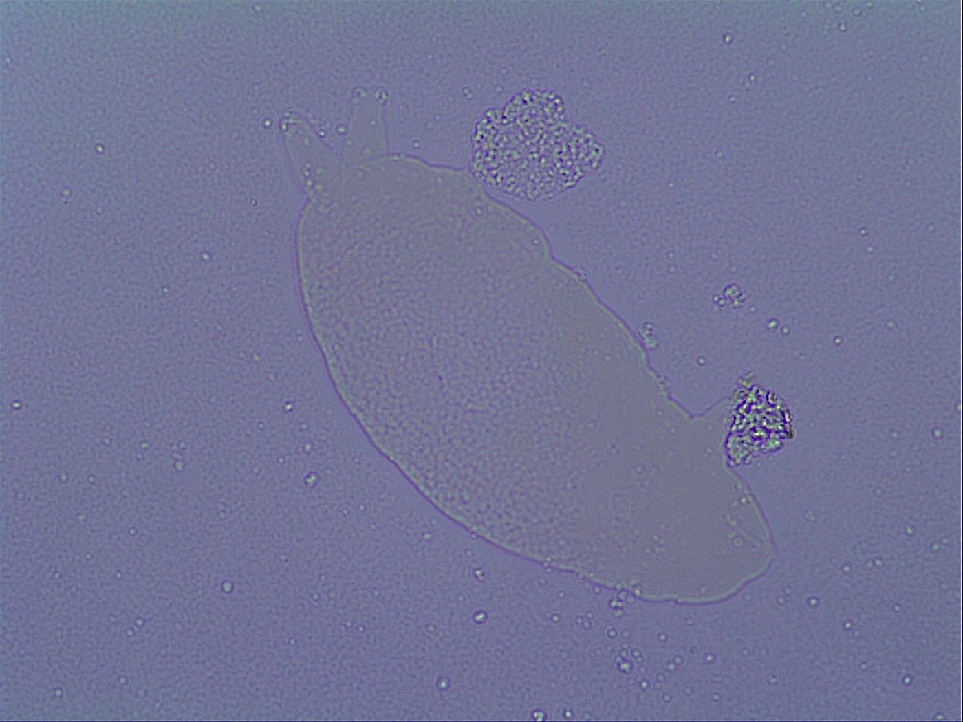 Oreella mollis image