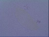 Oreella mollis image