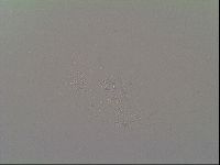 Oreella mollis image