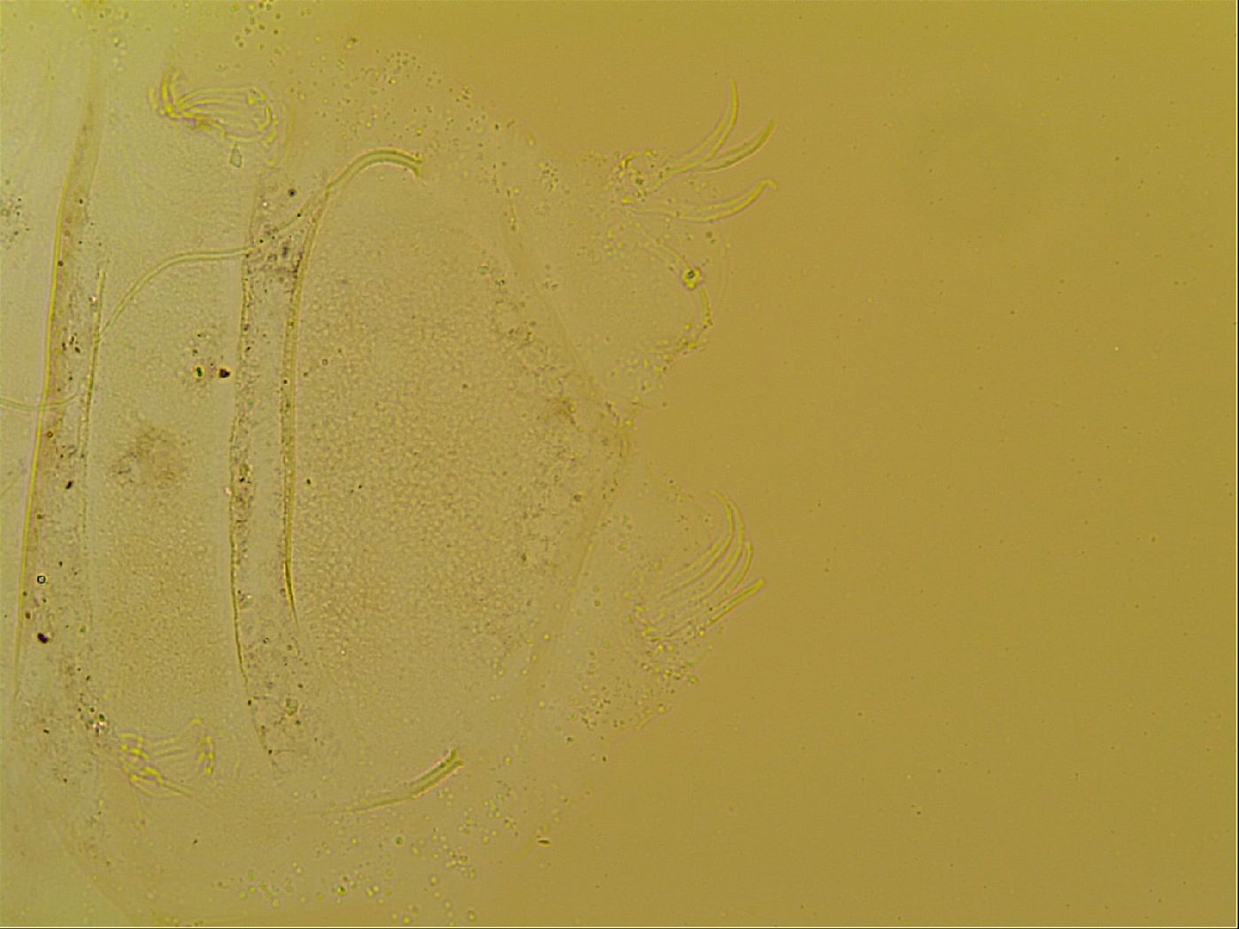 Novechiniscus image