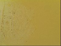 Novechiniscus armadilloides image
