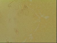 Novechiniscus armadilloides image