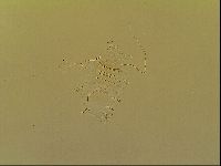 Novechiniscus armadilloides image