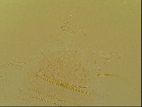 Novechiniscus armadilloides image