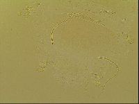 Novechiniscus armadilloides image
