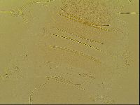 Novechiniscus armadilloides image