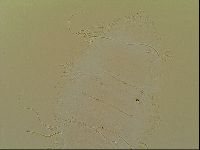 Novechiniscus armadilloides image