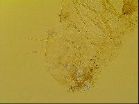 Novechiniscus armadilloides image