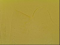 Novechiniscus armadilloides image