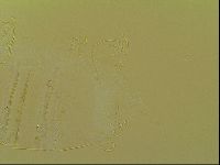 Novechiniscus armadilloides image