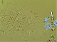 Novechiniscus armadilloides image