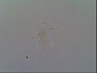 Novechiniscus armadilloides image
