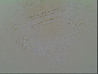 Novechiniscus armadilloides image