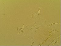 Novechiniscus armadilloides image
