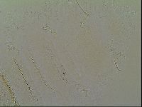 Novechiniscus armadilloides image