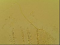 Novechiniscus armadilloides image