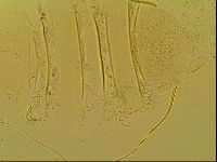 Novechiniscus armadilloides image