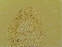 Novechiniscus armadilloides image