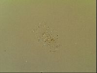 Novechiniscus armadilloides image