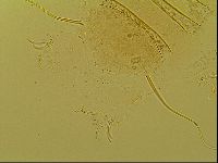 Novechiniscus armadilloides image