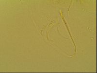Novechiniscus armadilloides image
