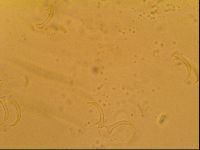 Novechiniscus armadilloides image