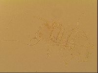 Novechiniscus armadilloides image