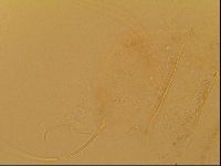 Novechiniscus armadilloides image