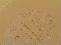 Novechiniscus armadilloides image