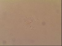 Novechiniscus armadilloides image