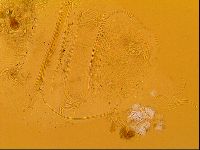 Novechiniscus armadilloides image