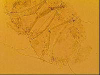 Novechiniscus armadilloides image