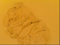 Novechiniscus armadilloides image