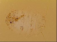 Novechiniscus armadilloides image