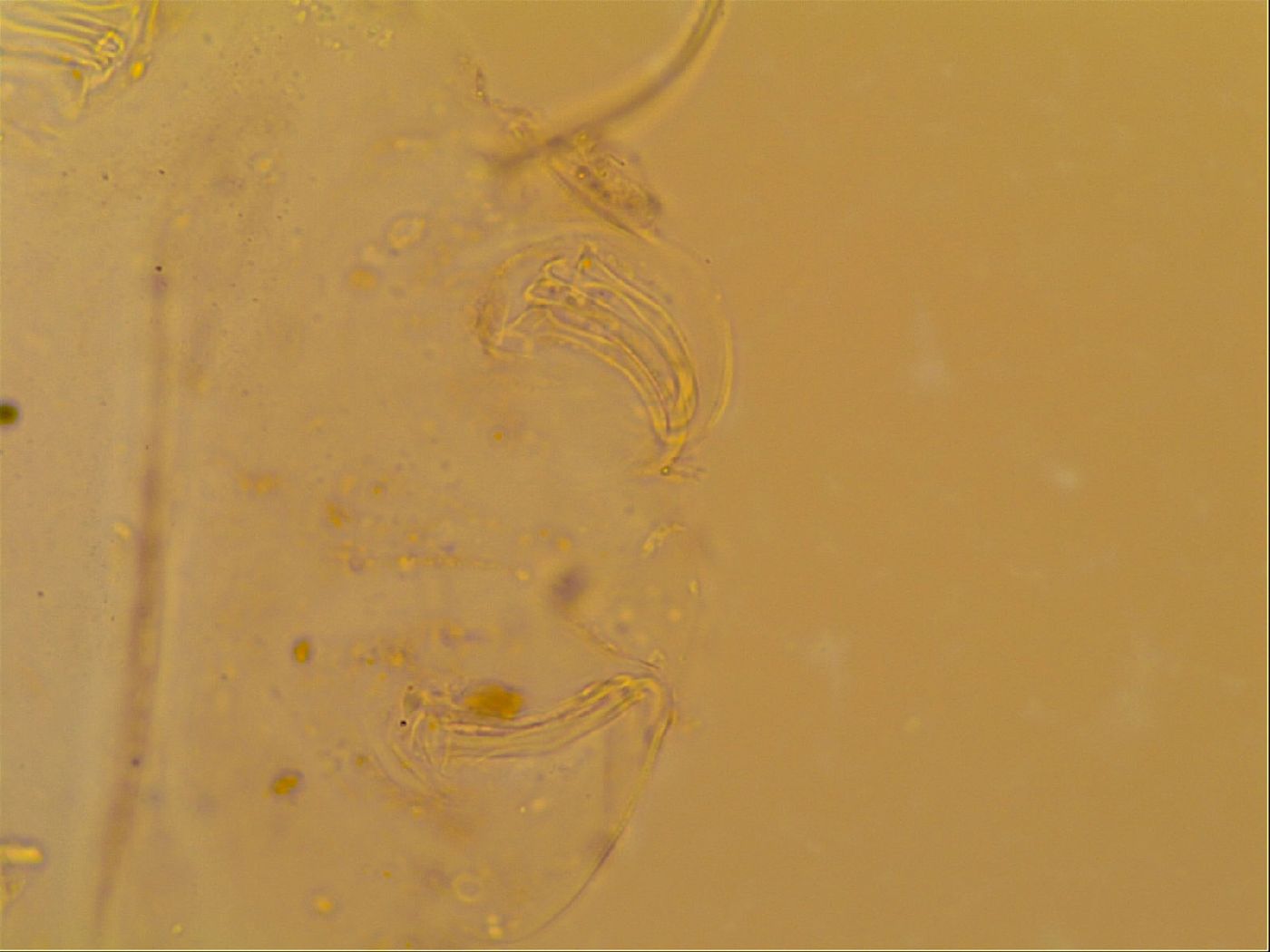 Novechiniscus armadilloides image