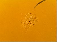 Novechiniscus armadilloides image