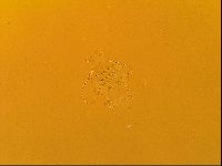 Novechiniscus armadilloides image