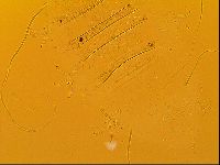 Novechiniscus armadilloides image