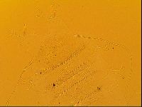 Novechiniscus armadilloides image
