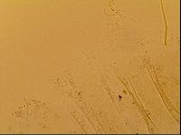 Novechiniscus armadilloides image
