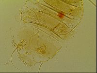 Novechiniscus armadilloides image