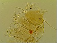 Novechiniscus armadilloides image