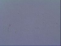 Minibiotus intermedius image