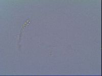 Minibiotus intermedius image