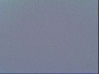 Minibiotus intermedius image