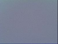 Minibiotus intermedius image