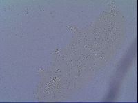 Minibiotus intermedius image