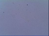 Minibiotus intermedius image
